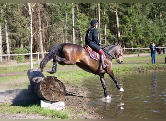 Trakehnare, Sto, 10 år, 167 cm, Brun