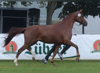 Trakehnare, Sto, 12 år, 167 cm, fux