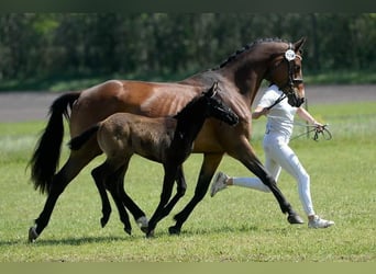 Trakehnare, Sto, 13 år, 161 cm, Brun