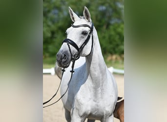 Trakehner, Stute, 15 Jahre, 166 cm, Schimmel