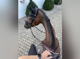 Trakehnare, Sto, 18 år, 162 cm, Brun