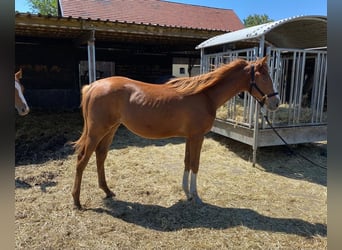 Trakehnare, Sto, 1 år, 170 cm, fux