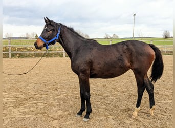 Trakehnare, Sto, 2 år, 170 cm, Mörkbrun