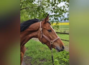 Trakehner, Stute, 3 Jahre, 158 cm, Brauner