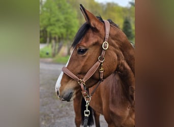 Trakehner, Stute, 3 Jahre, 158 cm, Brauner