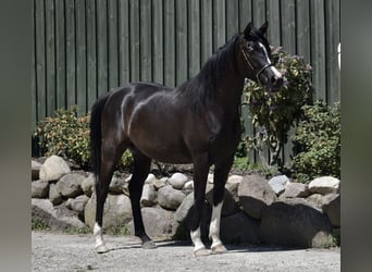 Trakehnare, Sto, 3 år, 160 cm, Rökfärgad svart