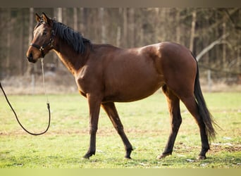 Trakehnare, Sto, 3 år, 163 cm, Brun