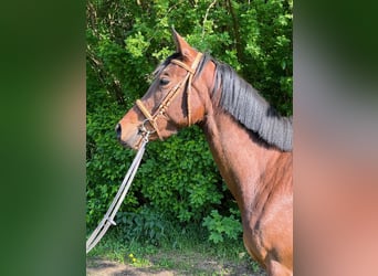 Trakehnare, Sto, 3 år, 163 cm, Brun