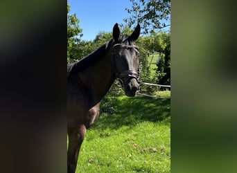 Trakehnare, Sto, 3 år, 164 cm, Rökfärgad svart