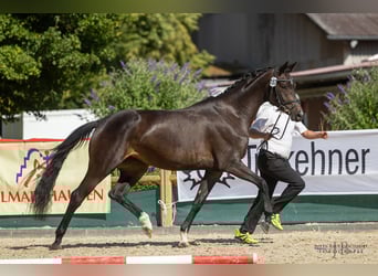 Trakehnare, Sto, 3 år, 166 cm, Rökfärgad svart