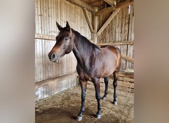 Trakehner, Stute, 3 Jahre, 168 cm, Dunkelbrauner