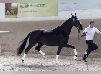 Trakehnare, Sto, 3 år, 168 cm, Rökfärgad svart