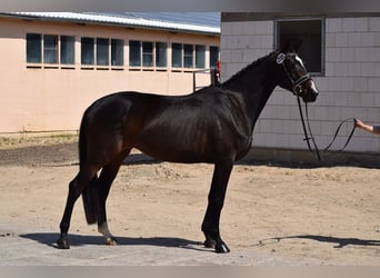 Trakehnare, Sto, 3 år, 170 cm, Rökfärgad svart