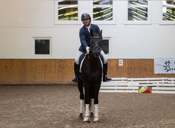 Trakehnare, Sto, 3 år, 170 cm, Svart