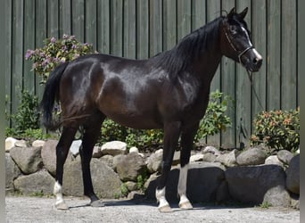 Trakehnare, Sto, 4 år, 160 cm, Rökfärgad svart