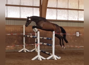 Trakehner, Stute, 4 Jahre, 163 cm, Brauner