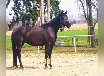 Trakehnare, Sto, 4 år, 172 cm, Rökfärgad svart