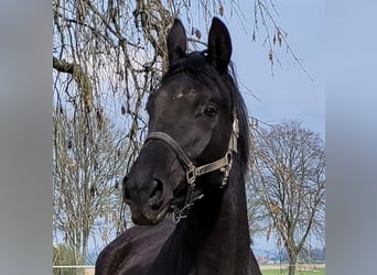 Trakehnare, Sto, 4 år, 174 cm, Rökfärgad svart