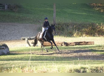 Trakehnare, Sto, 5 år, 166 cm, Svart