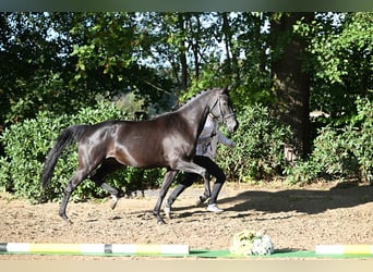 Trakehnare, Sto, 5 år, 167 cm, Svart