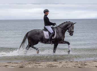 Trakehnare, Sto, 5 år, 171 cm, Grå