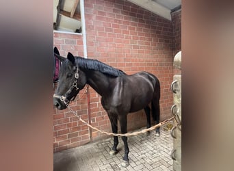 Trakehner, Stute, 5 Jahre, 175 cm, Rappe