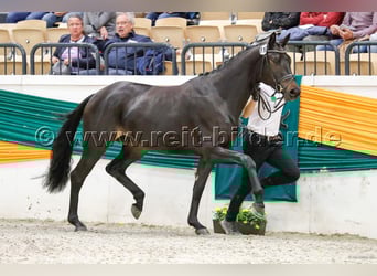 Trakehnare, Sto, 8 år, 165 cm, Rökfärgad svart