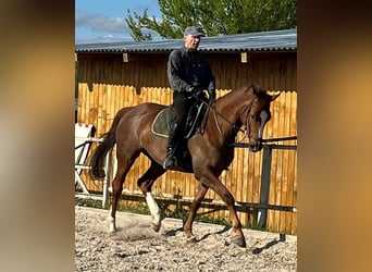 Trakehnare, Sto, 8 år, 168 cm, fux