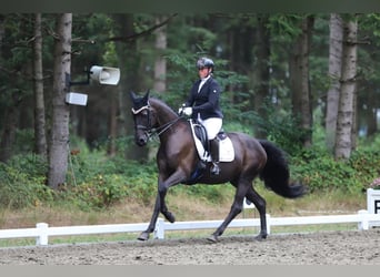 Trakehnare, Sto, 9 år, 162 cm, Svart