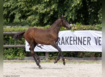Trakehnare, Sto, Föl (03/2023), 168 cm, Svart