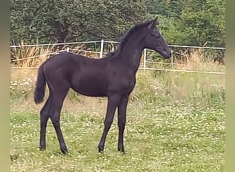 Trakehnare, Sto, Föl (04/2024), 170 cm, Grå-mörk-brun