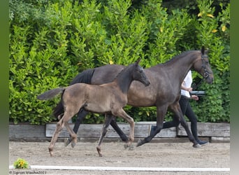 Trakehnare, Sto, Föl (03/2023), 170 cm, Rökfärgad svart