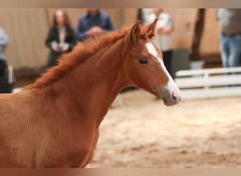 Trakehner, Stute, Fohlen (04/2024), Fuchs