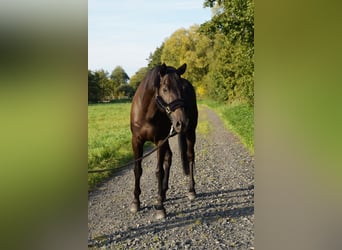 Trakehnare, Valack, 12 år, 168 cm, Rökfärgad svart