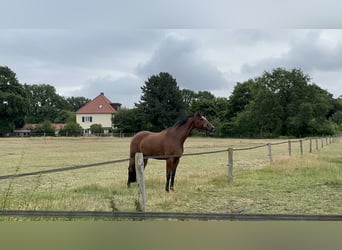 Trakehnare, Valack, 12 år, 170 cm, Brun