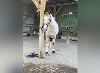 Trakehnare Blandning, Valack, 16 år, 163 cm, Pinto