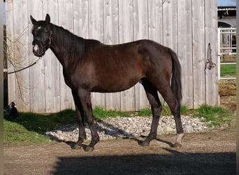 Trakehnare, Valack, 2 år, 165 cm, Mörkbrun