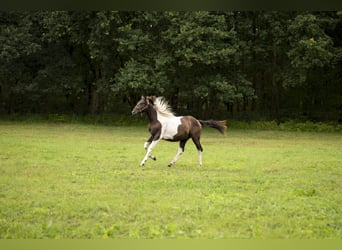 Trakehnare, Valack, 2 år, 165 cm, Pinto