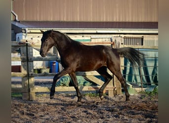 Trakehnare, Valack, 2 år, 165 cm, Rökfärgad svart