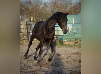 Trakehnare, Valack, 2 år, 165 cm, Rökfärgad svart