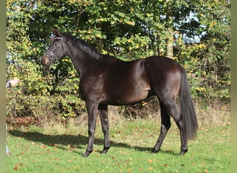 Trakehnare, Valack, 2 år, 170 cm, Mörkbrun