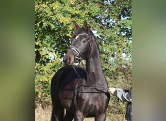 Trakehnare, Valack, 2 år, 170 cm, Mörkbrun