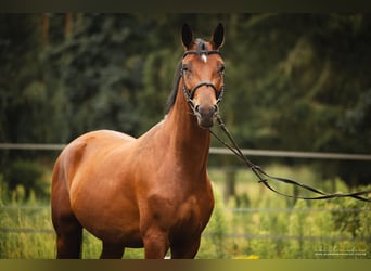 Trakehnare, Valack, 3 år, 165 cm, Brun