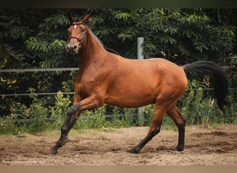 Trakehnare, Valack, 3 år, 165 cm, Brun