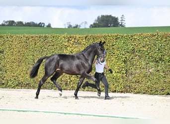 Trakehnare, Valack, 3 år, 166 cm, Mörkbrun