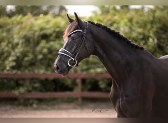 Trakehnare, Valack, 3 år, 167 cm, Svart