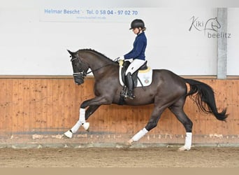 Trakehnare, Valack, 3 år, 168 cm, Mörkbrun