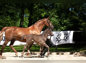 Trakehnare, Valack, 3 år, 168 cm, Rökfärgad svart