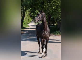 Trakehnare, Valack, 4 år, 162 cm, Svart