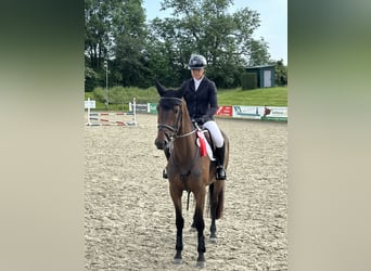 Trakehner, Wallach, 4 Jahre, 165 cm, Brauner